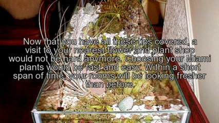 Tips On Having Plants Indoors