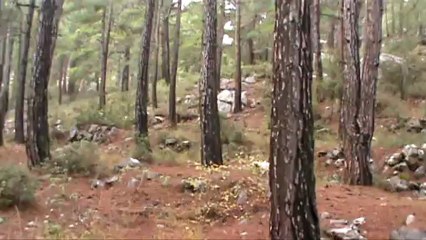 ŞİLA ÇULLUK  PROF.