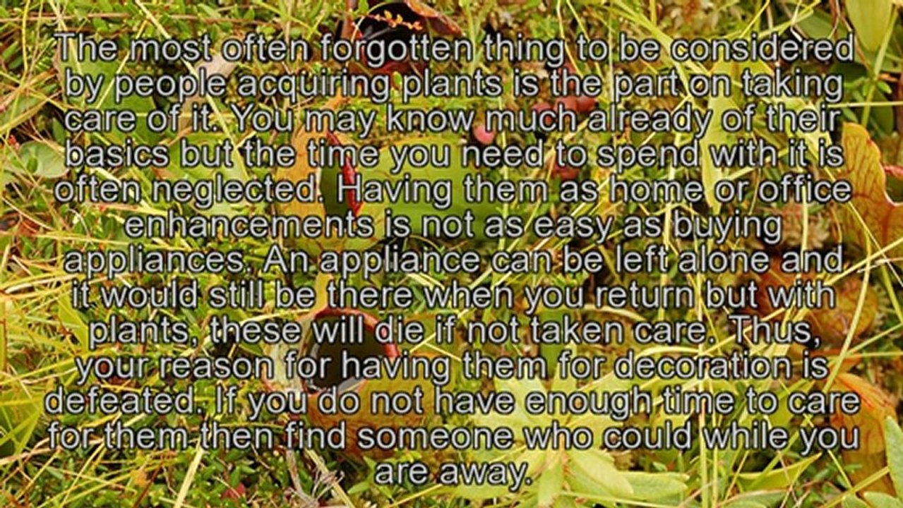 Tips On Having Plants Indoors