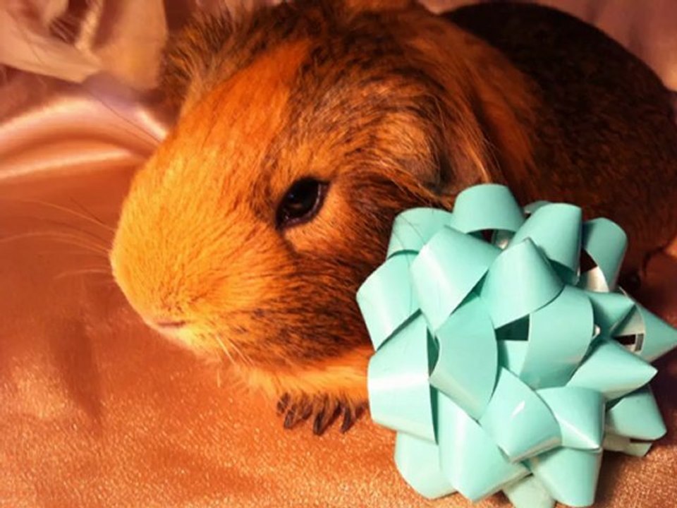 Des petites photos :)