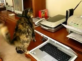 Gatos vs Impressoras