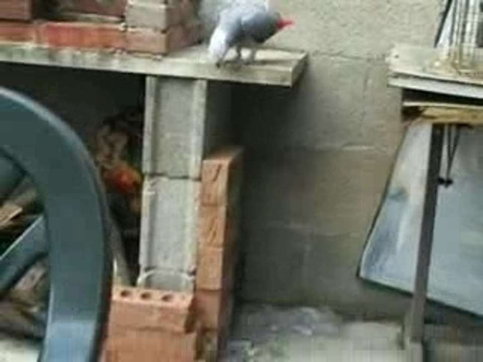 perroquets en exterieur