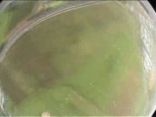 Francine s'envoie en l'air !