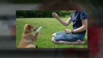Dog Training. Dog Grooming and Dog Training