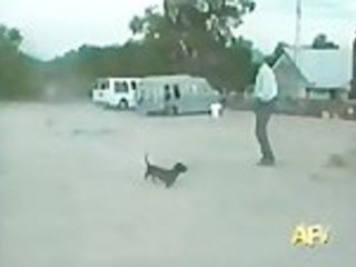 Dog Plays Fetch With Firecracker
