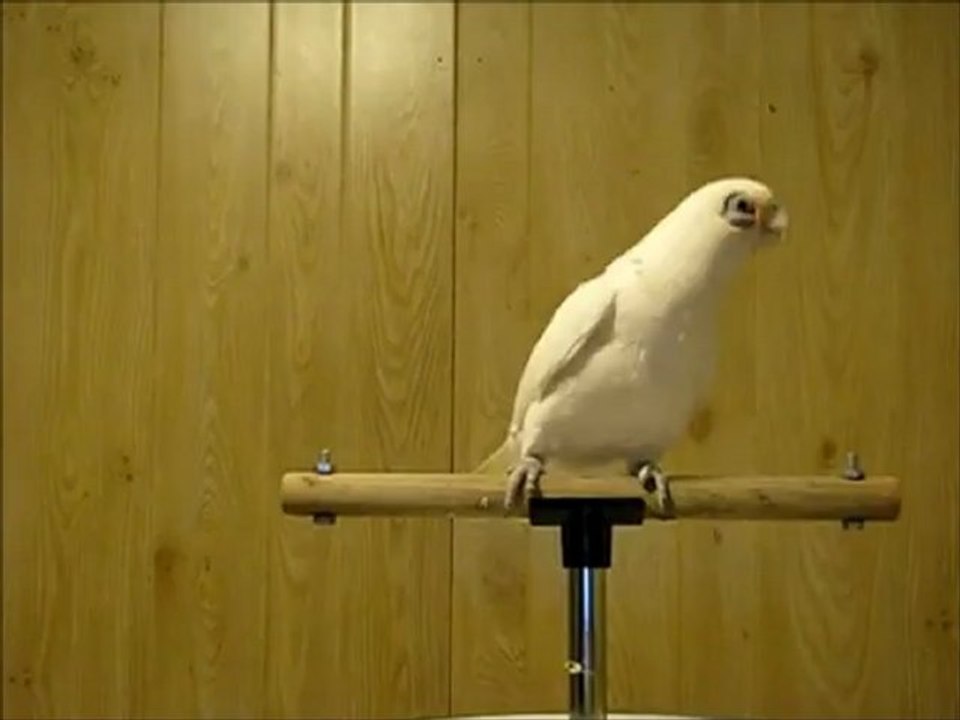 Kakado Dancing To Cut & Run - Soggy