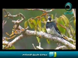 ولله الأسماء الحسنى  الخالق - ملفات متنوعة