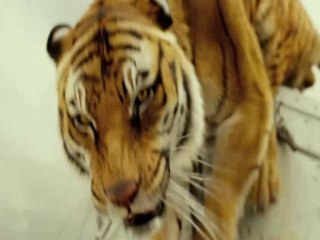 Life of Pi 2012 Full Movie HD Stream