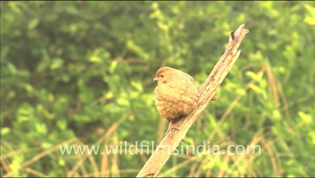 2894. Sambar hind quenching her thirst.mov