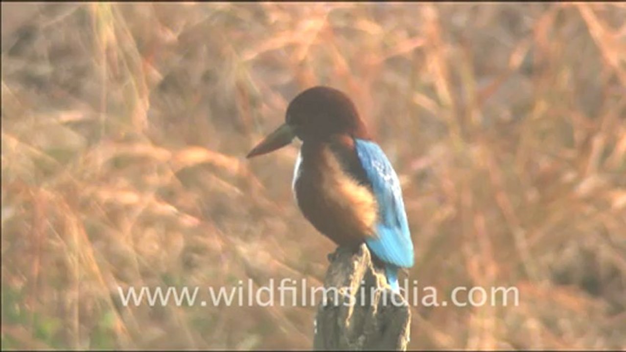 2897. Spotted deer grazing Sariska .mov