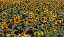 2905.Sunflowers the happiest of flowers.mp4