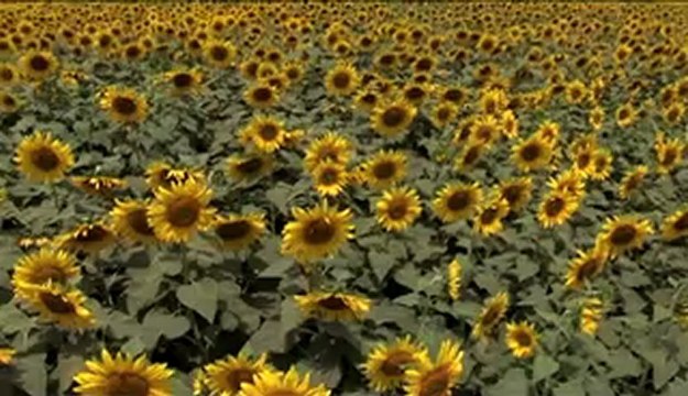 2905.Sunflowers the happiest of flowers.mp4
