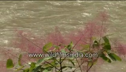 2930.Bauhibia or kachnar flowers overlooking the Ganga.mp4