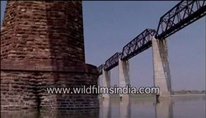 2931.A railway bridge over the Chambal.mp4
