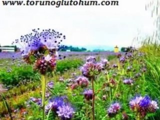 ARI OTU TOHUMU FİYATLARI