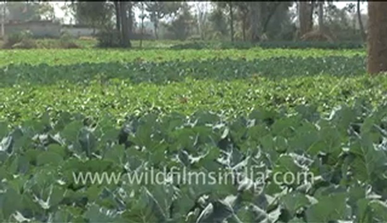Cauliflower growing in India