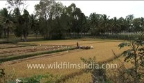 Wheat harvesting in India