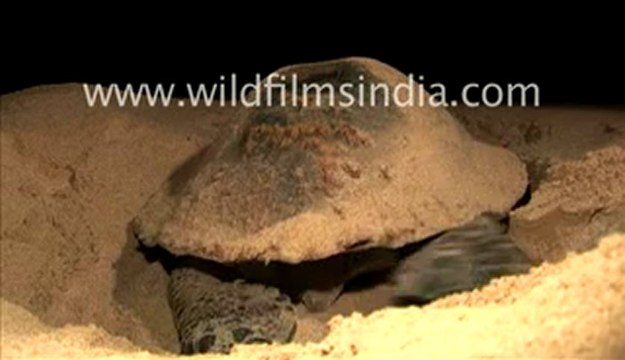 Olive ridley turtle protecting its eggs in Orissa, India
