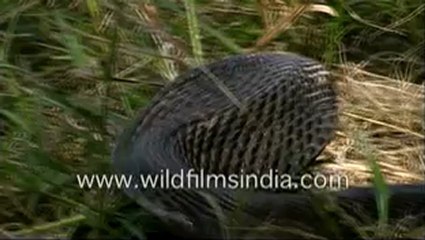 380.King Cobra - a venomous snake.mp4