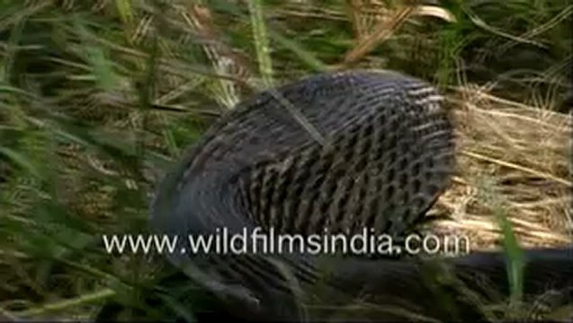 380.King Cobra - a venomous snake.mp4