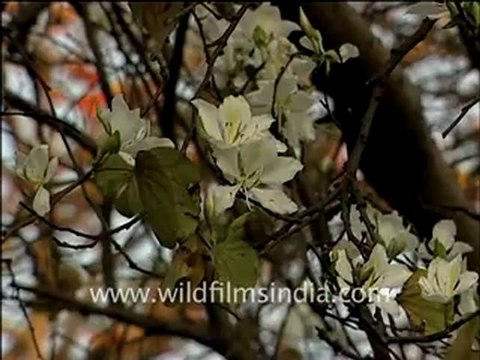 Kachnar and Silk Cotton trees in India!
