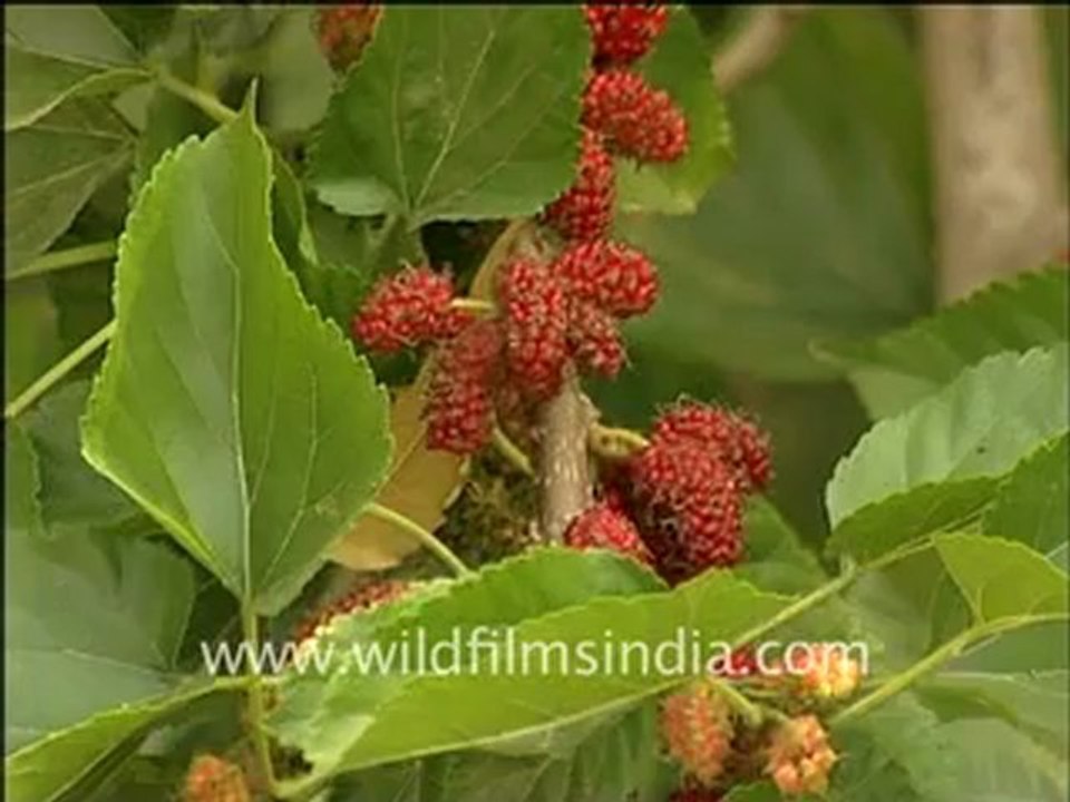 Mulberry or Shahtoot Tree