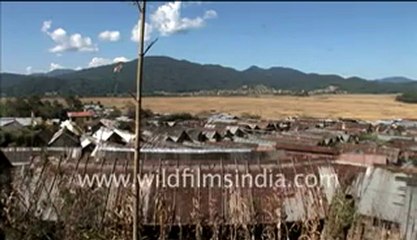 Apatani tribe of Ziro valley