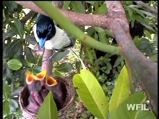 Incredible India wildlife and adventure Sport TVC