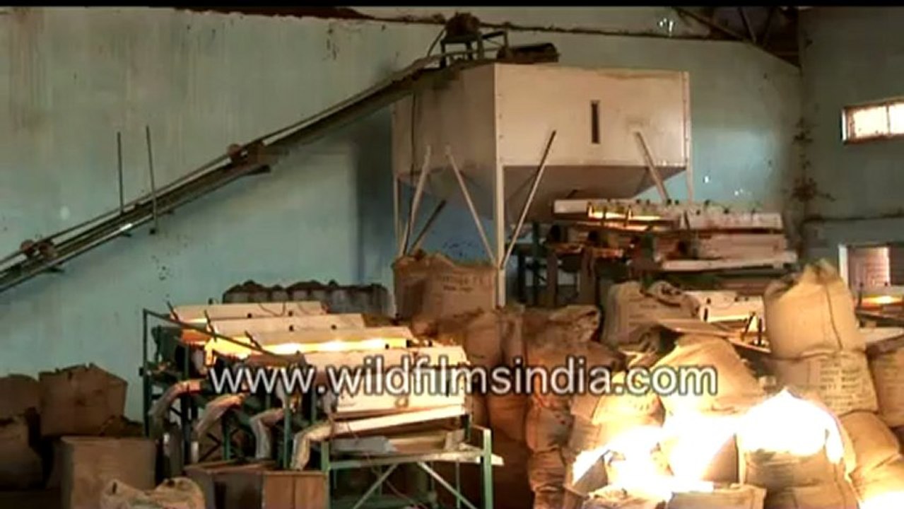 Tea being processed in a garden factory in India