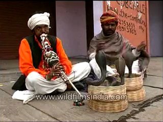 Snakes dancing to a tune