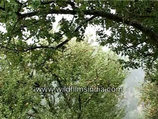 Apples in a Himalayan orchard