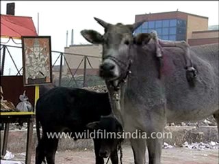 A six legged cow!