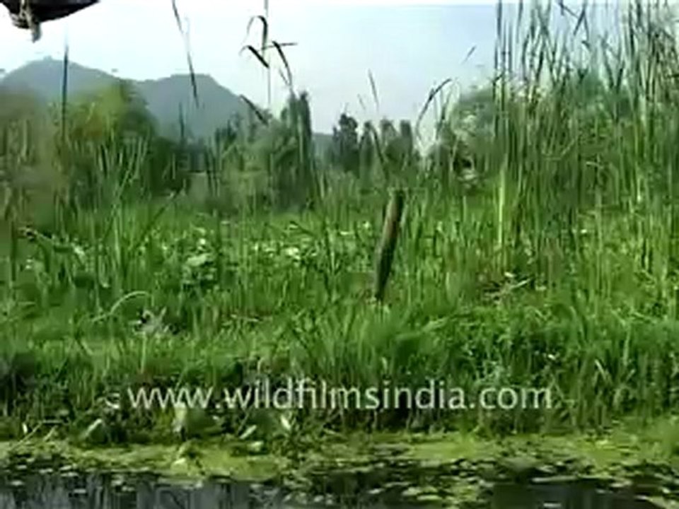 463.Srinagar Dallake.mp4