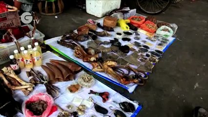 Stop IT - Stop illegal trade in wildlife - it's a serious crime