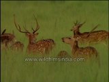 Forest of antlers: A group of Spotted Deer