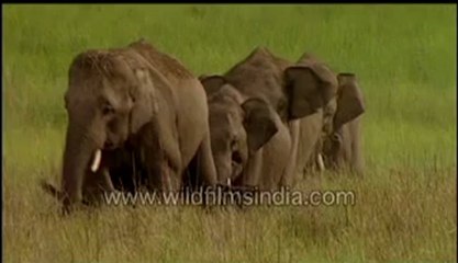 Baby Elephant growing up