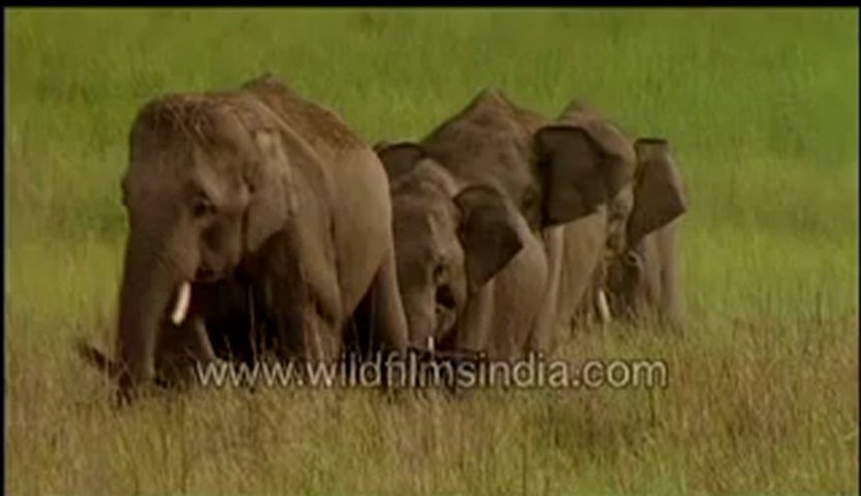 Baby Elephant growing up
