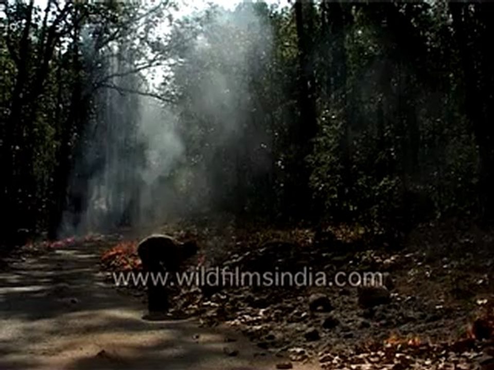 509.Forest fire in India.mp4