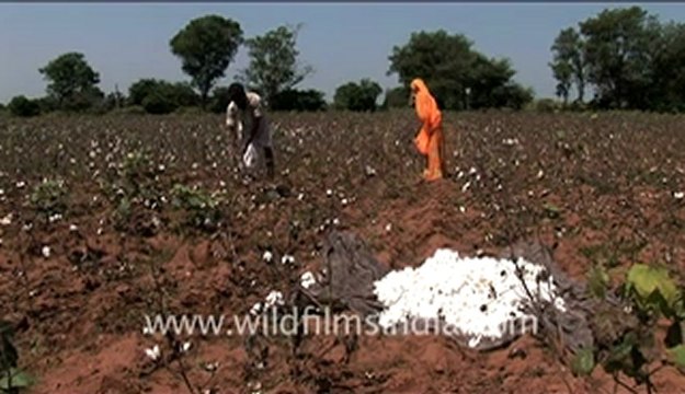 Cotton fields back home (in India!)