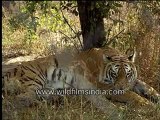 Tiger in Bandhavgarh, Madhya Pradesh