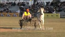 563.Bullock Cart Race of Rural Olympics.mp4
