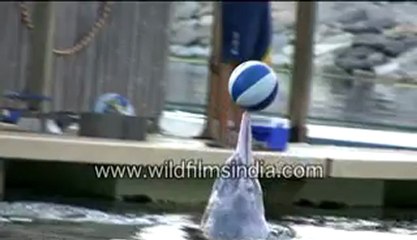 Dolphins playing with a ball