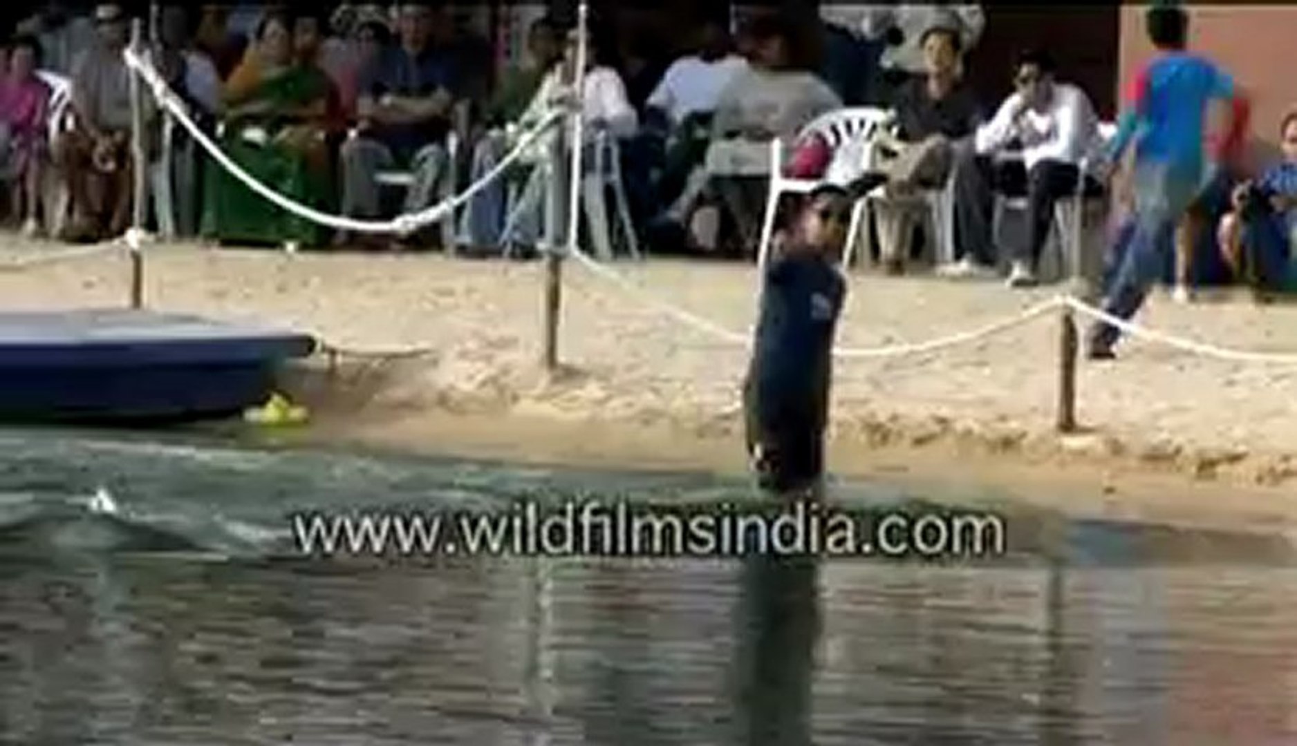⁣574.Dolphins in the pool.mp4