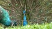 Peacock displaying its feathers