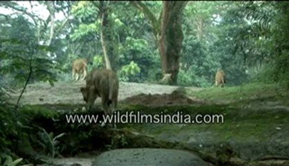 Lioness and her cubs