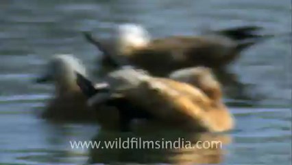 Brahminy Duck