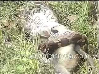 70. Python eating langoor.mp4