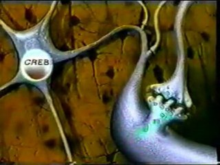 Memoria y CREB: Eric Kandel