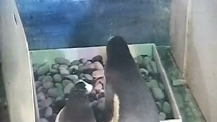 Shocking video: Male penguin eats its chick