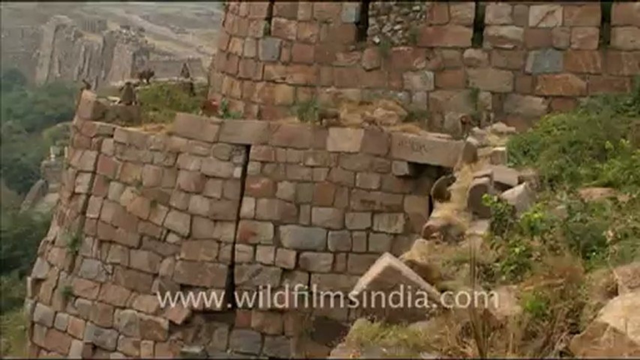 Macaques  at Tughluqabad Fort, Delhi